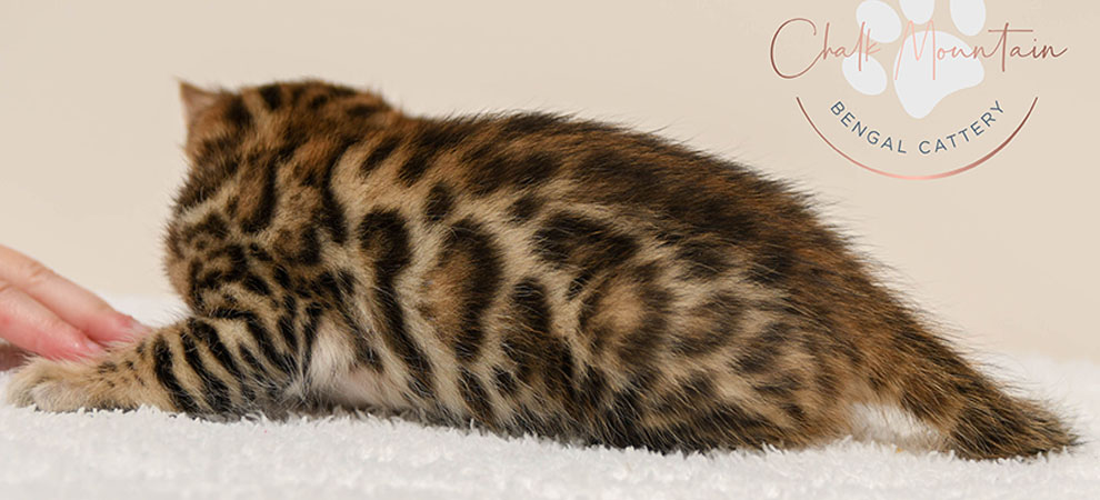 Bengal kitten for sale